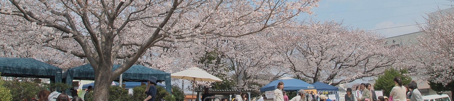 四ツ角桜.JPG